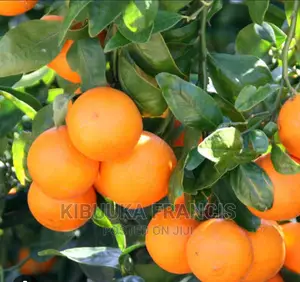Pixie Orange Seedlings for Sale
