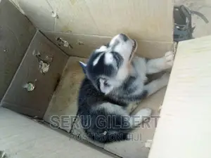 0-1 month Male Purebred Siberian Husky