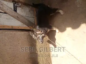 0-1 month Male Purebred German Shepherd
