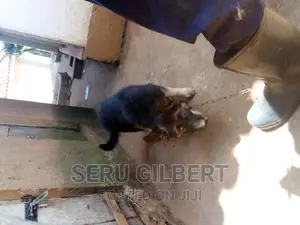 1-3 months Male Purebred German Shepherd