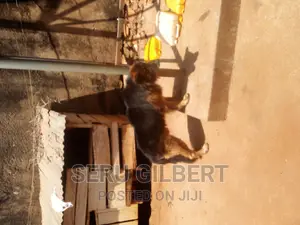 0-1 month Male Purebred German Shepherd