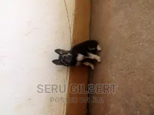 0-1 month Female Purebred German Shepherd