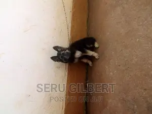 0-1 month Female Purebred German Shepherd