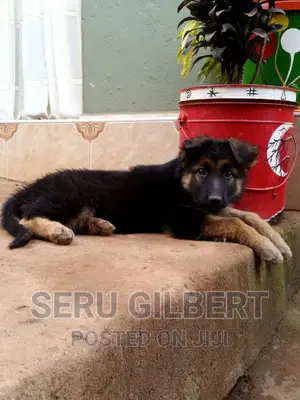 1-3 months Male Purebred German Shepherd