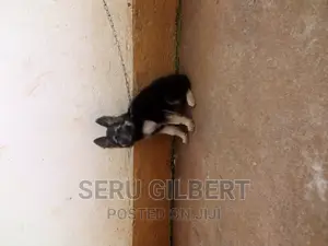 1-3 months Female Purebred German Shepherd