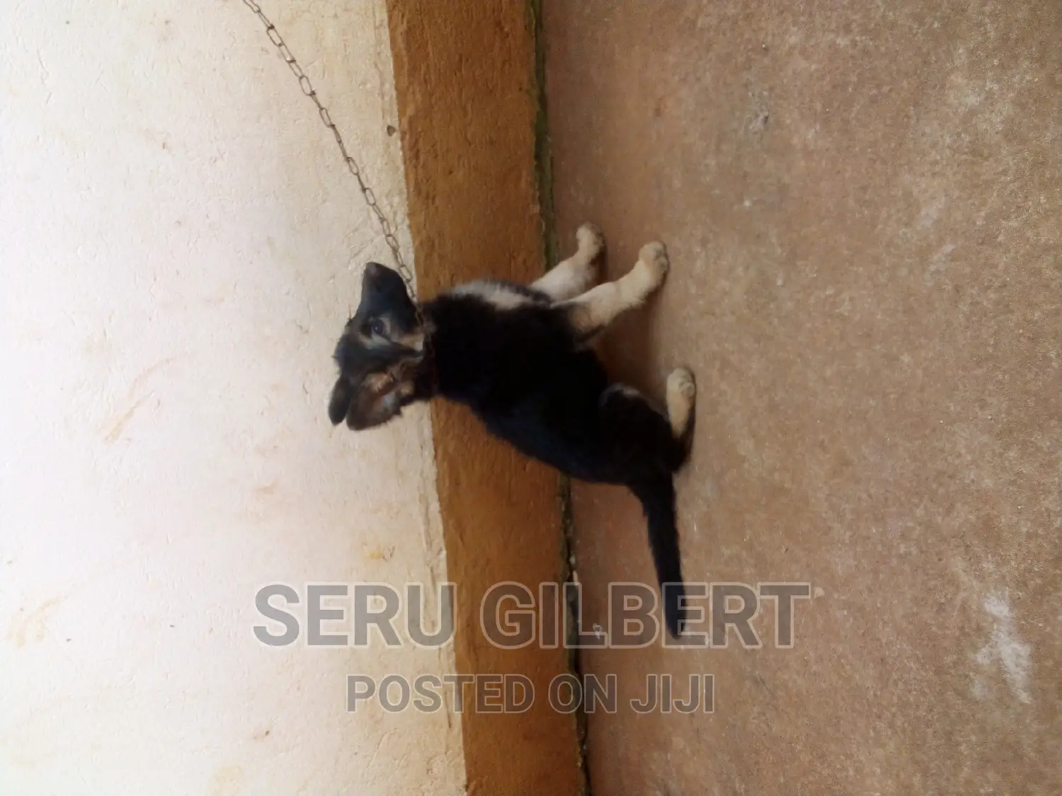 3-6 months Female Purebred German Shepherd