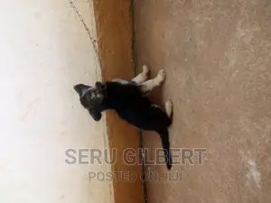0-1 month Female Purebred German Shepherd