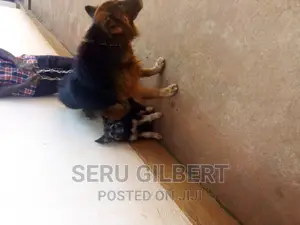 3-6 months Male Purebred German Shepherd