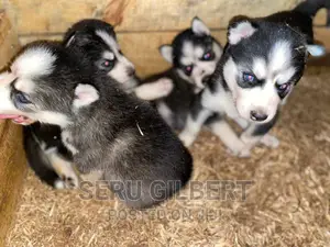 0-1 month Male Purebred Siberian Husky