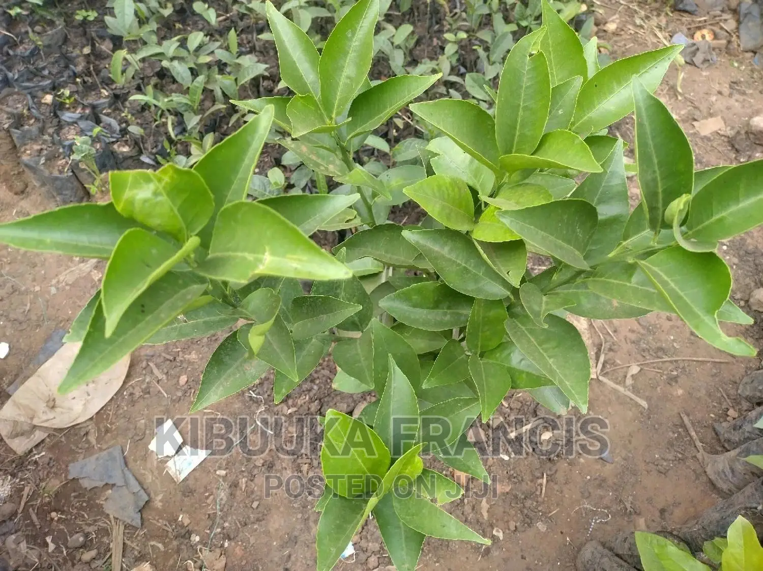 Pixie Orange Seedlings for Sale