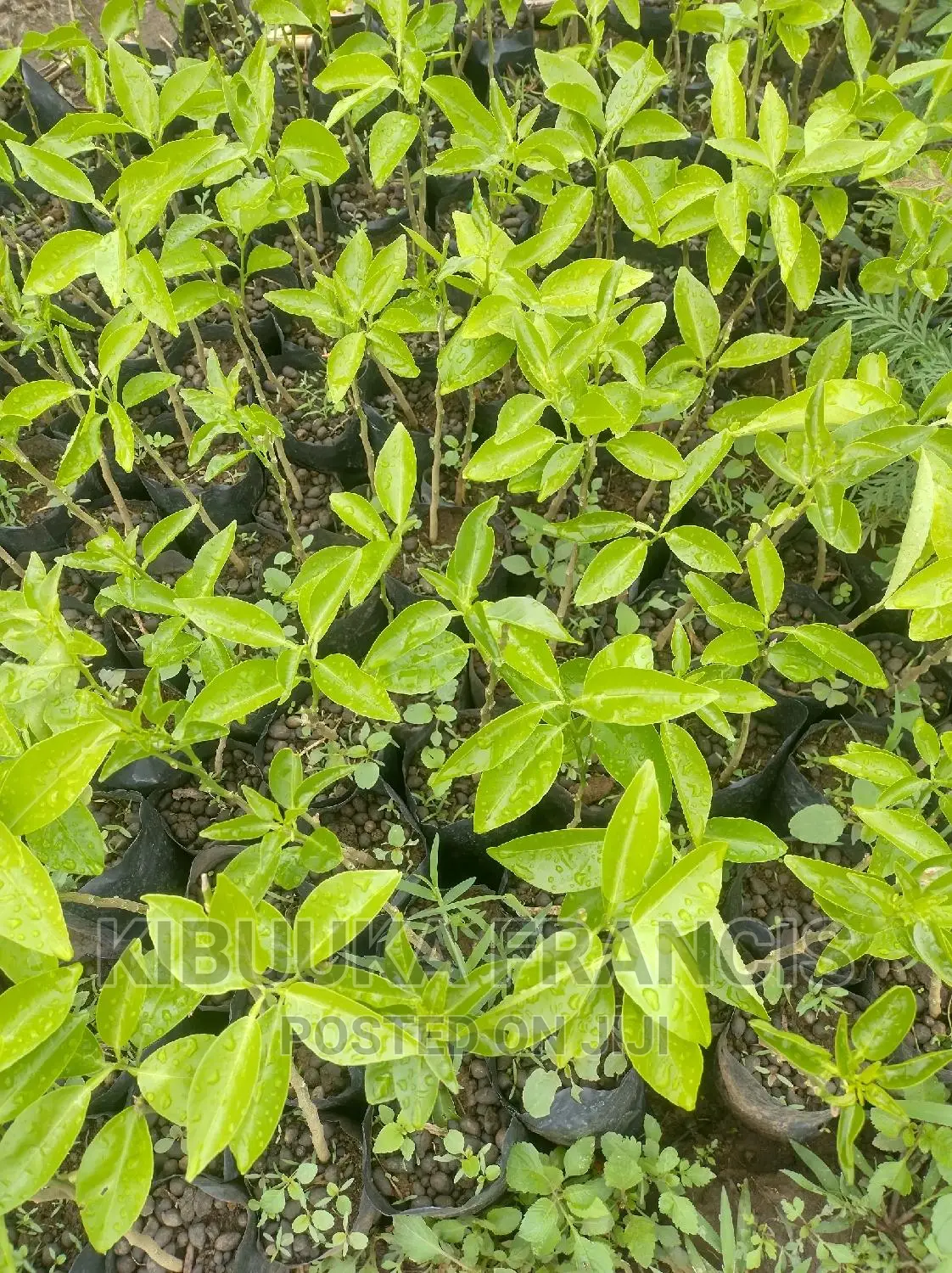 Pixie Orange Seedlings for Sale