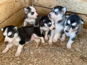 1-3 months Male Purebred Siberian Husky