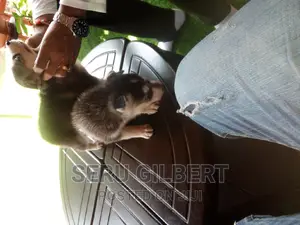 0-1 month Male Purebred Siberian Husky