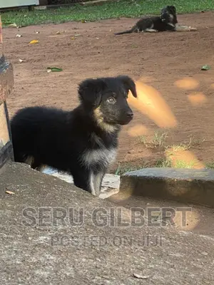 1-3 months Male Purebred German Shepherd