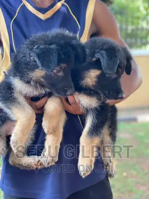 3-6 months Male Purebred German Shepherd