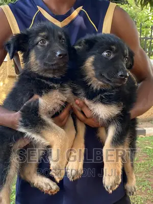 1-3 months Male Purebred German Shepherd