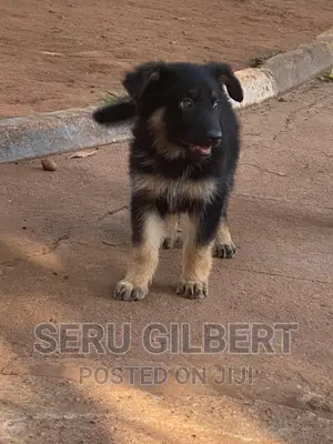 1-3 months Male Purebred German Shepherd