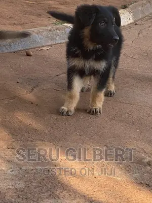 3-6 months Male Purebred German Shepherd