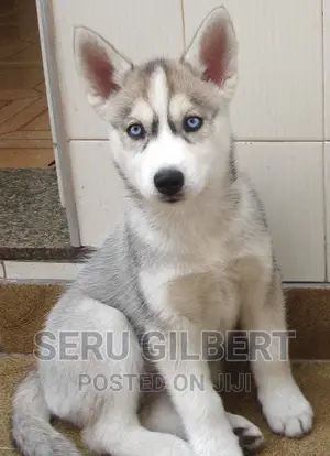 1-3 months Male Purebred Siberian Husky