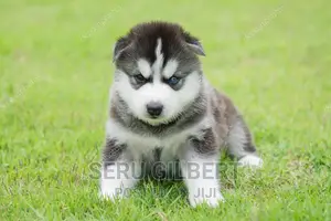 1-3 months Male Purebred Siberian Husky