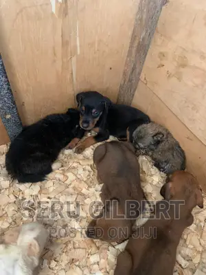 3-6 months Female Purebred Doberman Pinscher