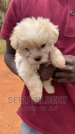 3-6 months Male Purebred Maltese