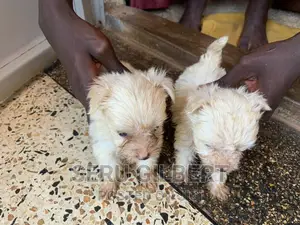 0-1 month Male Purebred Maltese