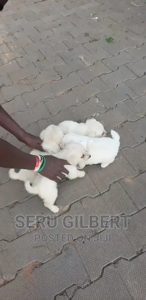 1-3 months Male Purebred Maltese