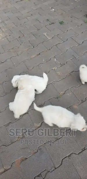 0-1 month Male Purebred Maltese