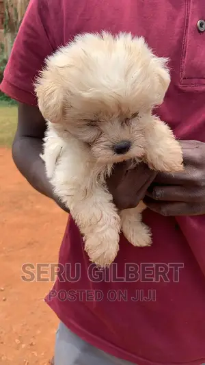1-3 months Male Purebred Maltese