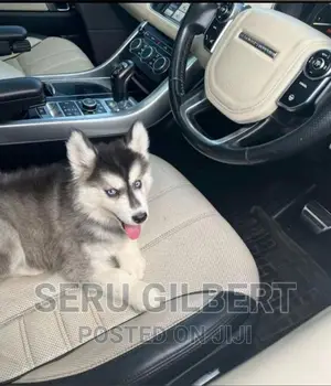 3-6 months Male Purebred Siberian Husky