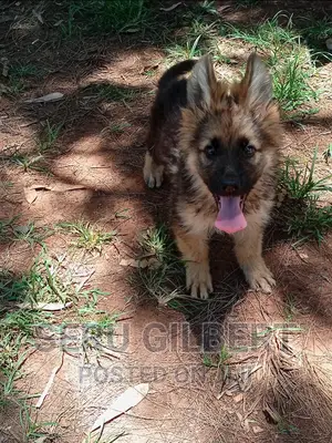 1-3 months Male Purebred German Shepherd