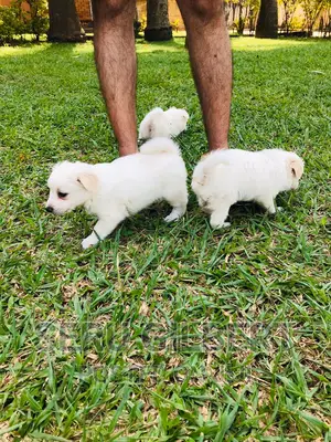 0-1 month Male Purebred Japanese Spitz