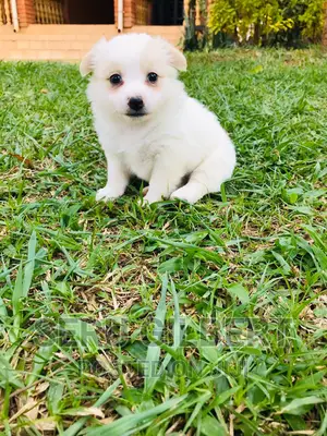 1-3 months Male Purebred Japanese Spitz