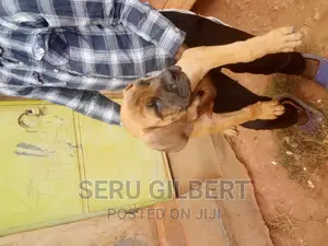 3-6 months Male Purebred Boerboel