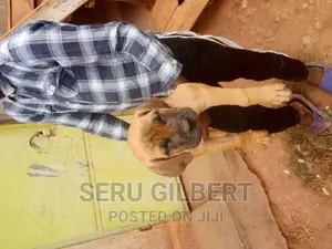 1-3 months Male Purebred Boerboel