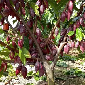 Trinitario Cocoa Seedling