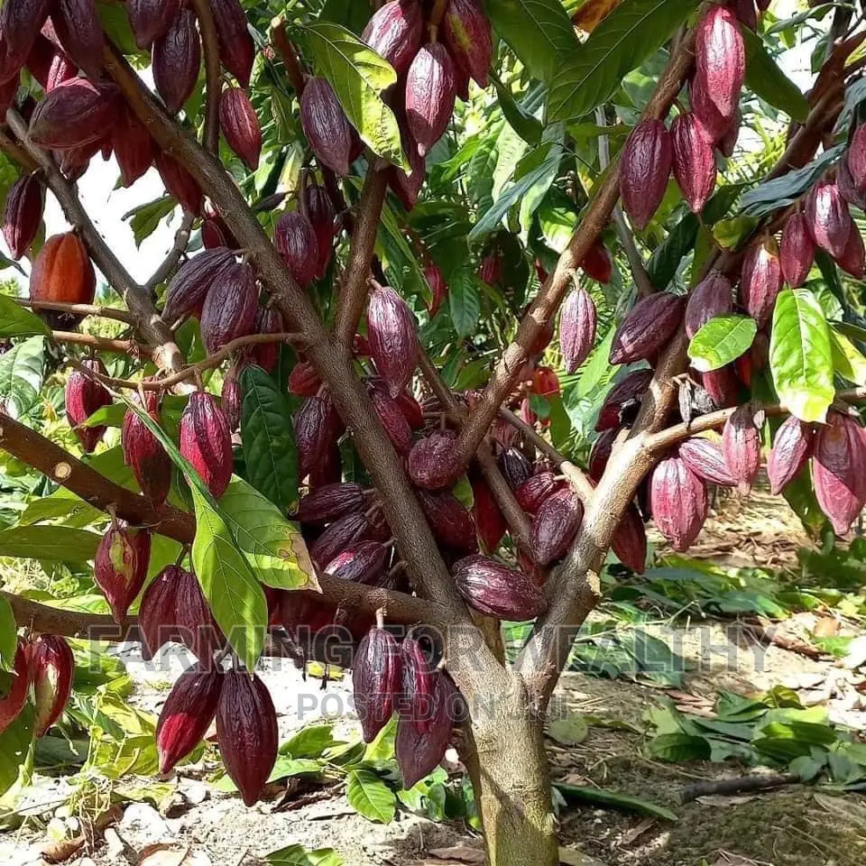 Trinitario Cocoa Seedling