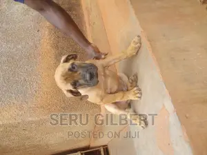 1-3 months Male Purebred Boerboel