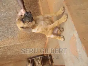 0-1 month Female Purebred Boerboel