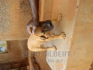 0-1 month Male Purebred Boerboel