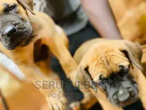 1-3 months Male Purebred Boerboel