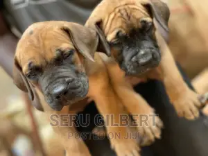 1-3 months Male Purebred Boerboel