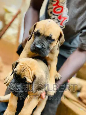 1-3 months Male Purebred Boerboel