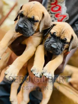 1-3 months Male Purebred Boerboel