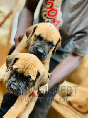 3-6 months Male Mixed Breed Boerboel