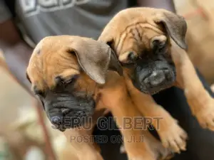 3-6 months Male Purebred Boerboel