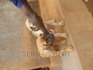 1-3 months Male Purebred Boerboel