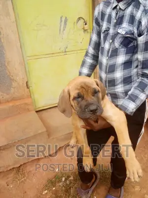 1-3 months Male Purebred Boerboel