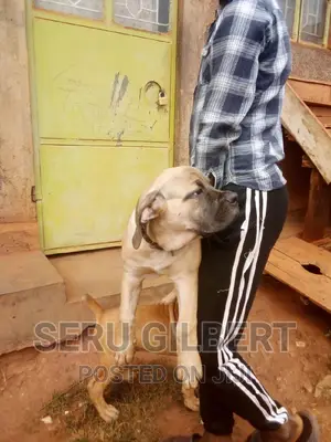 1-3 months Male Purebred Boerboel